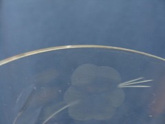 Early Mid Century Cut Crystal Gray Etched, 4 Low Stem Sherbet Champagne Glasses