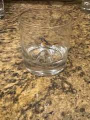 Vintage West Virginia Glass specialty, American Songbirds, gold rim set of 4￼ ￼