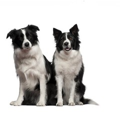 Coffee Mugs with Full Color Dog Print