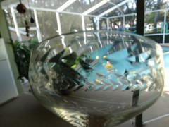 Glastonbury/Lotus Glass Clear Polished Cut «Laurel Leaf» Low Sherbet Stem EUC