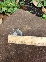 Vintage 3″ Small Etched Grapes & Vine Brandy Cordial Glass Black Pedistal Base