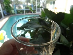 Set of 4 Susquehanna Clear Glass 9oz Flat Tumbler Cut Horizontal Plant Design