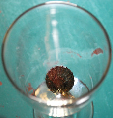 RARE Hand Blown DOUBLE NAUTILUS Water Goblet BOB CROOKS Signed British ART GLASS
