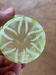 VICTORIAN NORTHWOOD VASELINE OPALESCENT GLASS SPANISH LACE TUMBLER 1890’S
