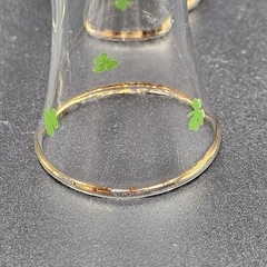 Vintage Shamrock Cordial Glasses Gold Rim Irish Barware Set of 4 St Patrick