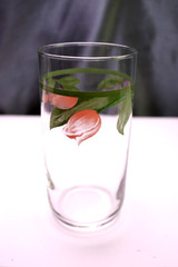 Pfaltzgraff Garden Party 5.75 x 2.9 » Glass Tumbler (s) 16 oz Multiples Avail.