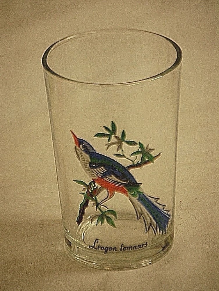 Lrogon Temnurus Tropical Exotic Bird Flat Tumbler Clear Glass 7 oz. KIG
