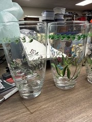 PORTMEIRION Botanic Garden, 5 High Ball Glasses/Tumblers 19.5oz, Green Laurel
