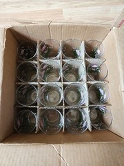 24 Vintage Federal Glass Tumblers Pink Roses Water Juice Cathy Rose Sabin In Box