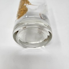 Zodiac Horoscope Astrology Pisces Highball Drink Glass Tumbler Mid Century