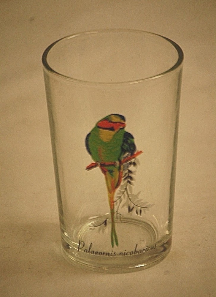Palaeornis Tropical Exotic Bird Parrot Flat Tumbler Clear Glass 7 oz KIG