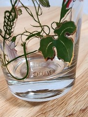Culver Tall Drinking Glass Morning Glory Flowers Print Gold Multicolor 5.5″