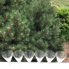 Fancy cut glass waters graduated shape 6” 8 oz Elegant Depression Glass set 6