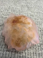 Empty Pocket Bowl Flower Crystal Daum France MOD4 Pink, And Amber