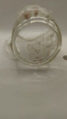 VTG 1 Pitcher 6 Glasses White Cherry Blossom Gold Trim Tree Branches Hand Blown
