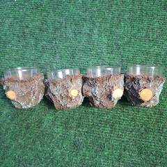 Finnish Bark Wrapped Glass Shot Glasses Set of 4 Rustic Scandinavian Finland