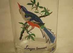 Lrogon Temnurus Tropical Exotic Bird Flat Tumbler Clear Glass 7 oz. KIG