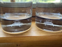 SET OF 2 WHISKEY GLASSES WITH HEAVY BASE (1 LB WEIGHT PER) CROWN FLOATING IN BAS