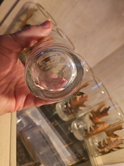 MCM Libbey Gold Leaf Embossed Oak Leaf Glasses Set Of 7