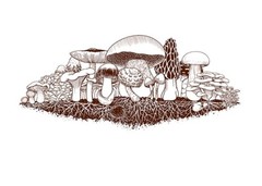 Set Of 2 Down to Earth Basics Glasses Vintage Mushrooms by Marcy Tippmann