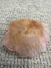 Empty Pocket Bowl Flower Crystal Daum France MOD4 Pink, And Amber