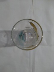 Wild Geese Collector Drinking Glass Boscul Peanut Butter
