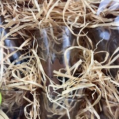 6 AARIKKA Moose Forest glass SHOTGLASSES Finland Excellent Fun Retired NIB NEW