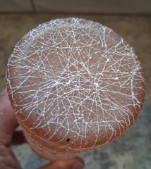 Vintage 1960s Spaghetti String Glasses 4 – 12 Oz Retro Kitchen Decor