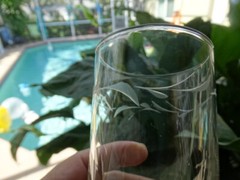 Set of 4 Susquehanna Clear Glass 9oz Flat Tumbler Cut Horizontal Plant Design